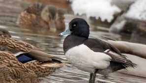 Крест черне